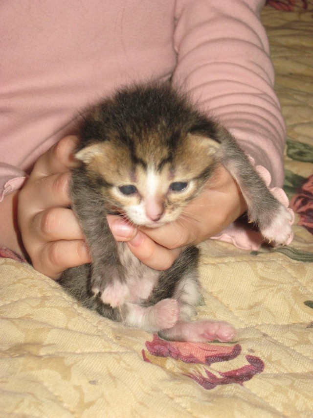 Котовторник на ЯПлакалъ: Кото и кто-то!