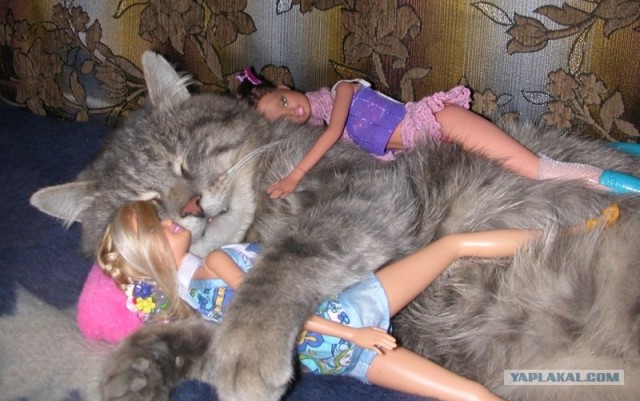 Котовторник 1.02.2011