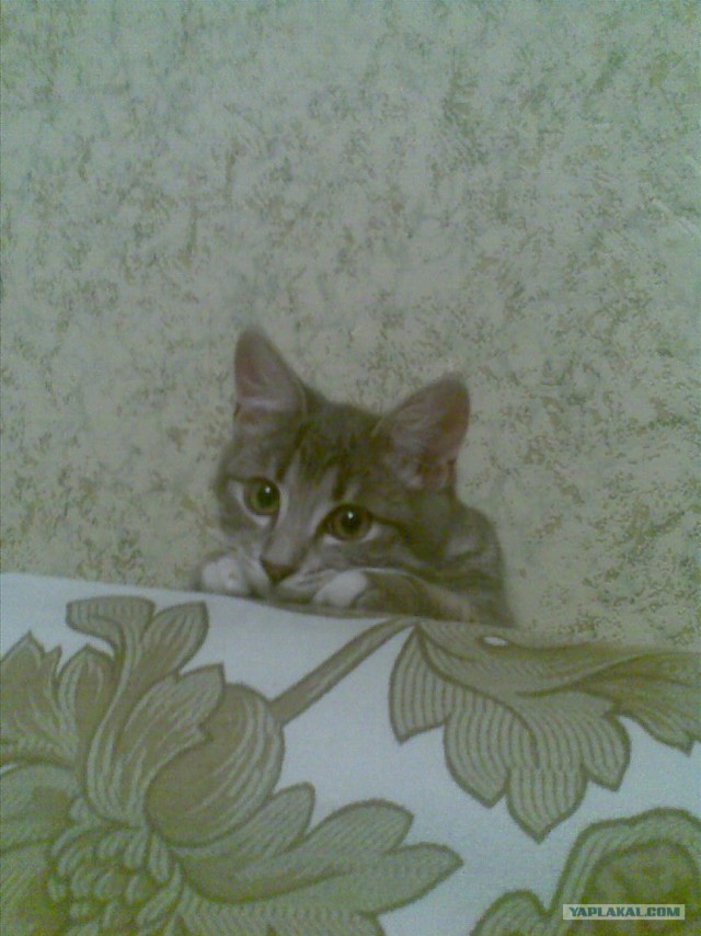 Сегодня котовторник, а котиков все нет