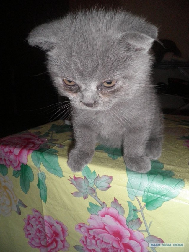 Котовторник в "КотоГетто"