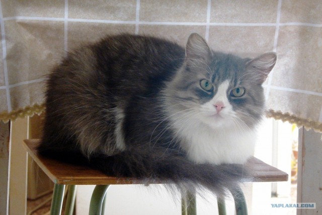Котовторник (15.05.2012)
