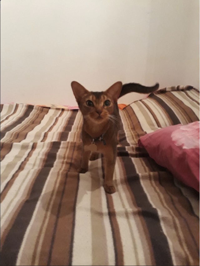Немного милоты