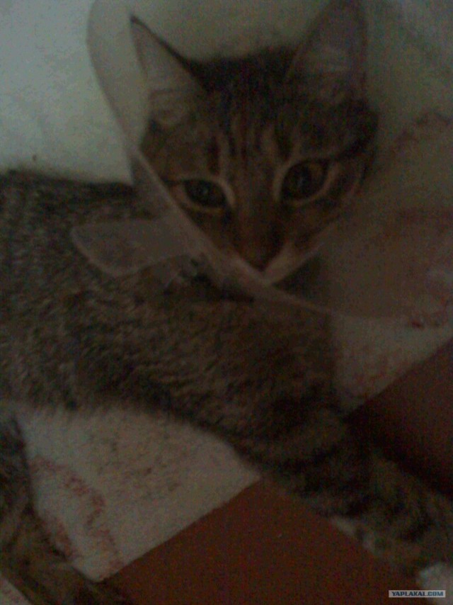 Котовторник  17.07.2012
