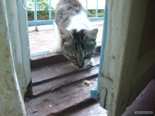 Котовторник 31.07.2012 г.