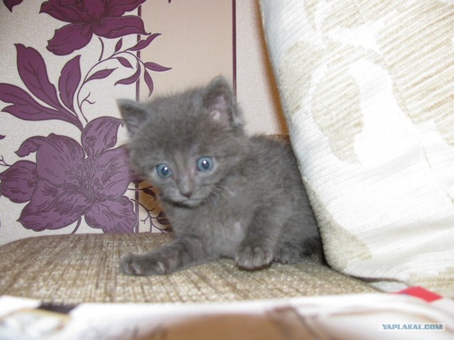 Котовторник ( 23.10. 2012. )