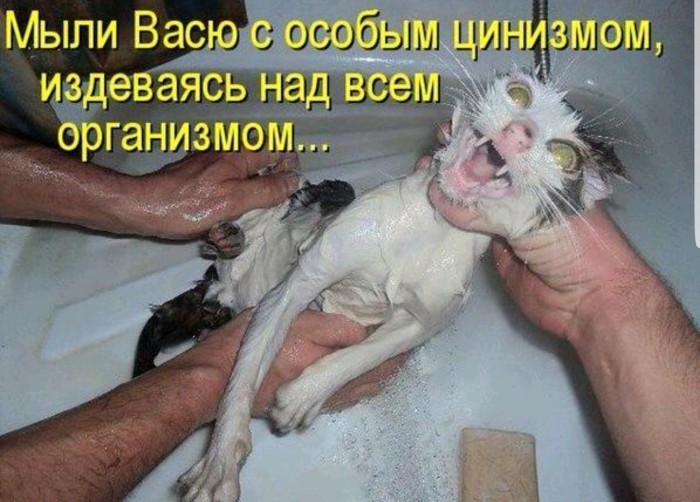 Анекдоты, соц-сети и картинки с надписями