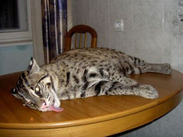 Дикий котовторник