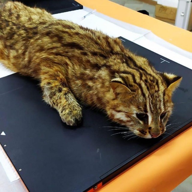 Краснокнижного кота выловили в курятнике в Дальнегорске