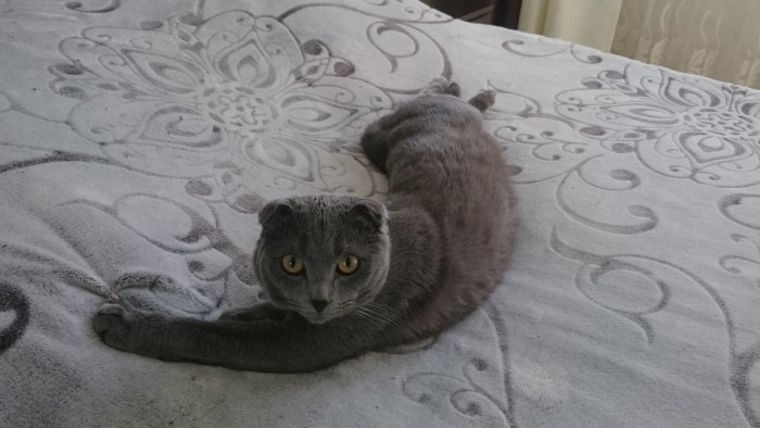 Котовторник 28.01.2020