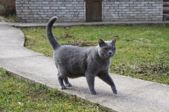 Знакомьтесь, Хищник