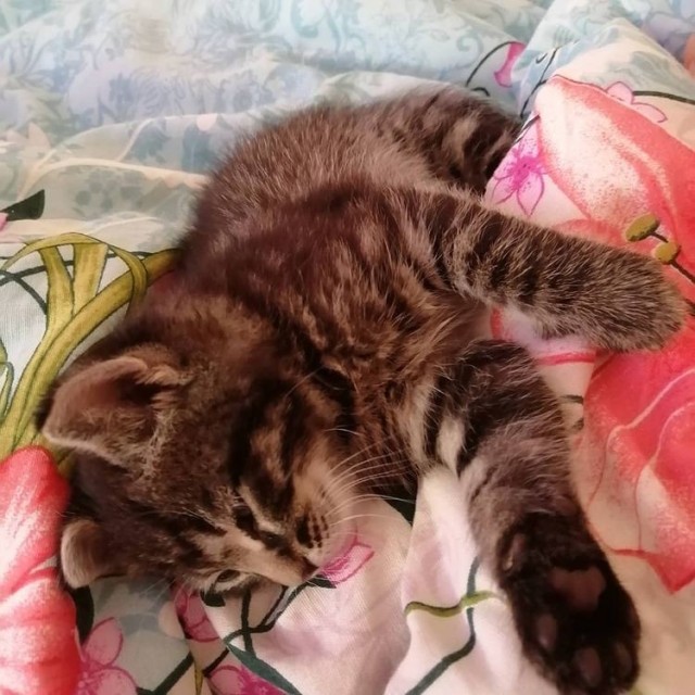 Моя красотка