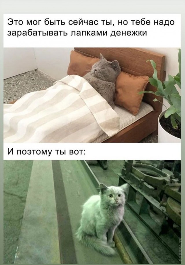Картинки и мемы для настроения 018