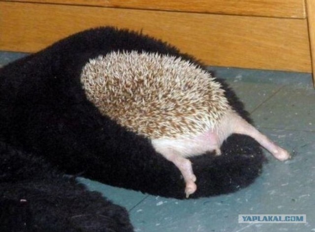 "Сурогаты" в реале