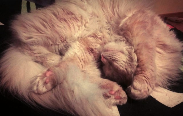 Котовторнику быть!