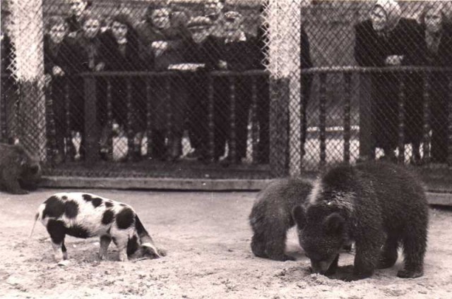 Из истории Московского зоопарка