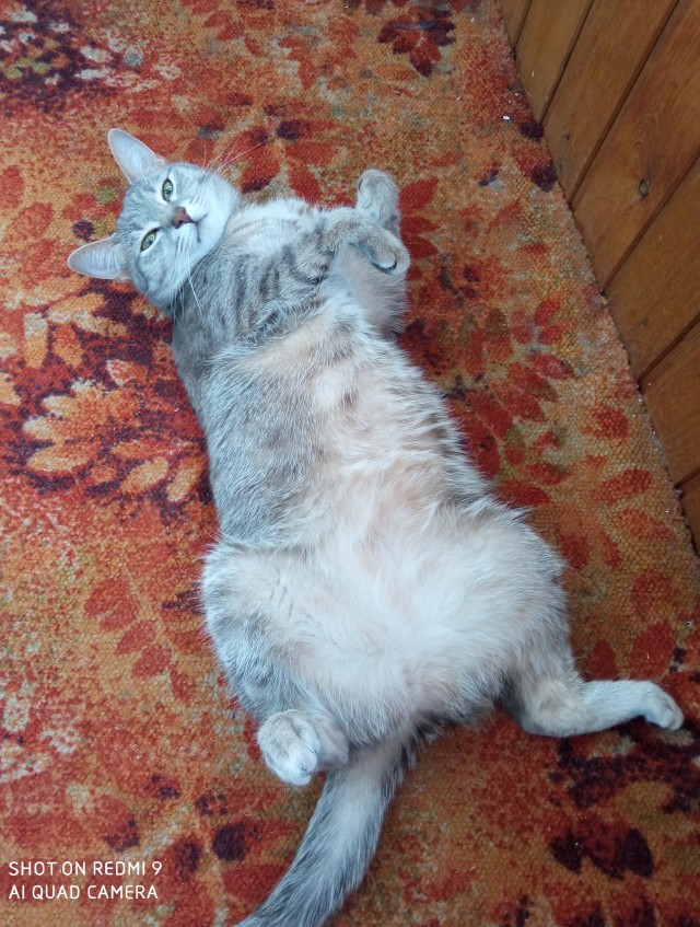 Мои личные котейки к котовторнику!