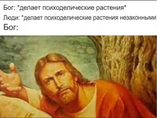 7 запрещенных растений, за посадку которых можно получить штраф или попасть в тюрьму