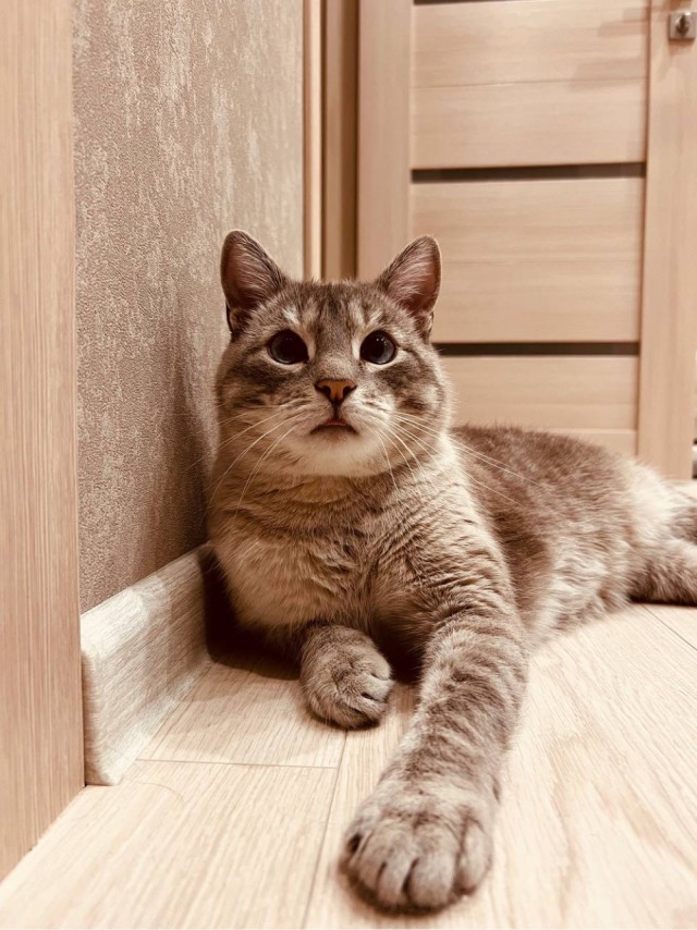 А это мой котан к котовторнику