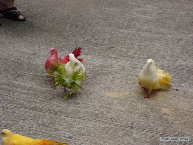 Такой разный остров Самуи