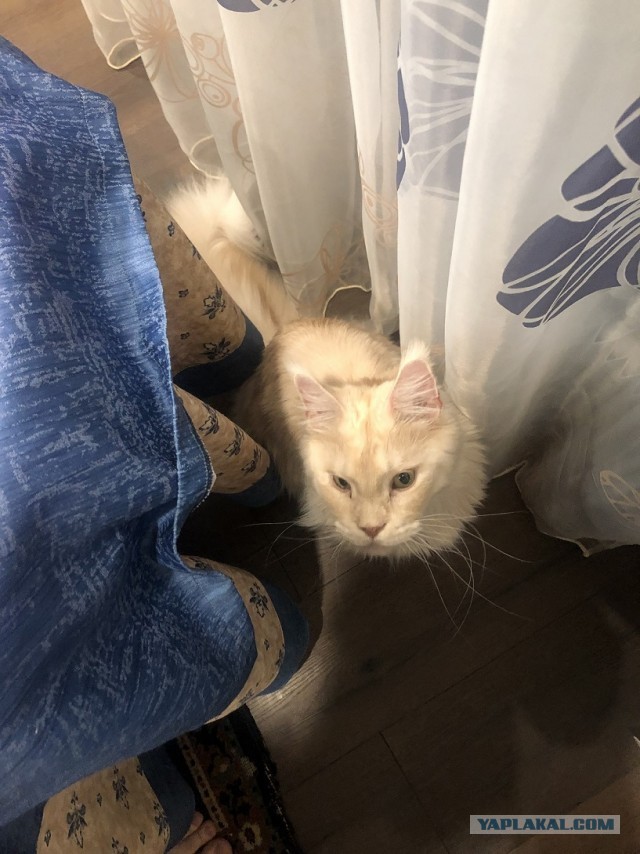 На котовторник