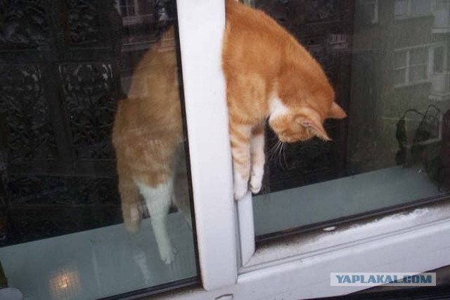 Кошечек-то за что?