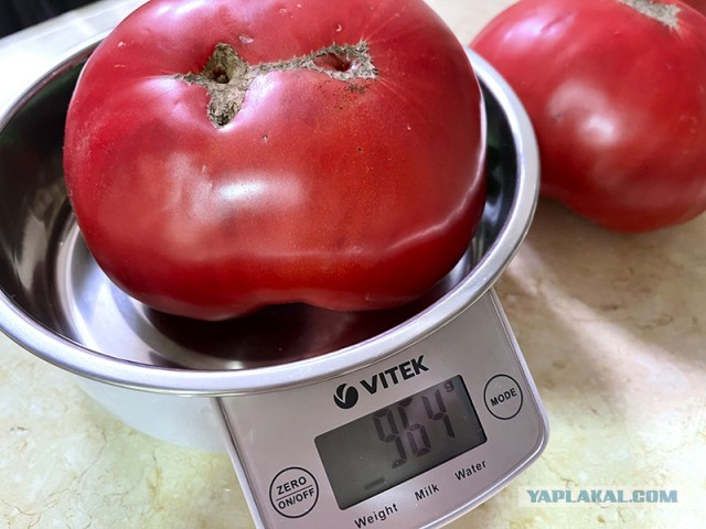 Каклетные страдания