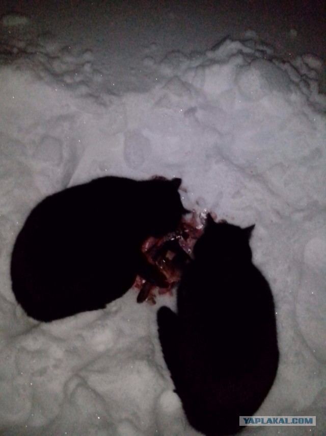 Котовторник 26.03.2013