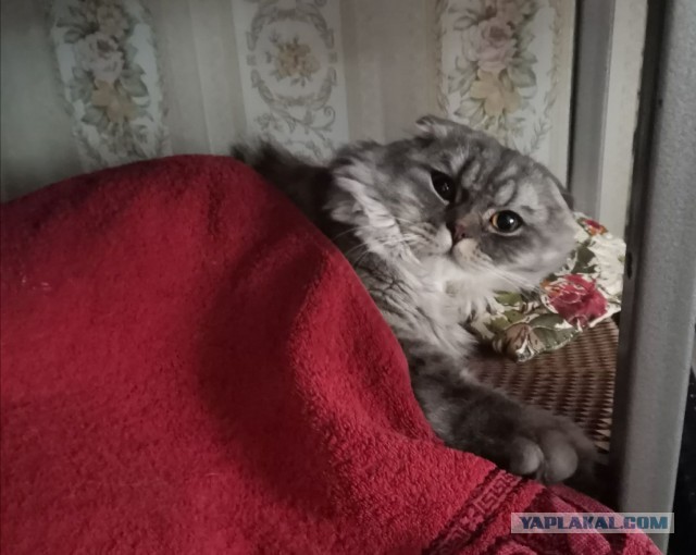 Сегодня всемирный день кошек!