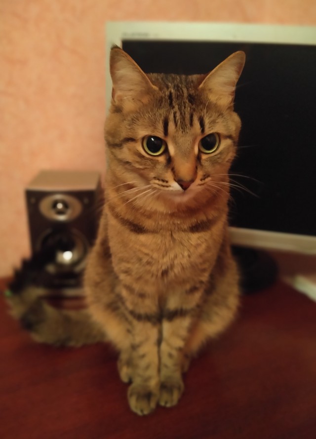 Фрау фон Мышецап