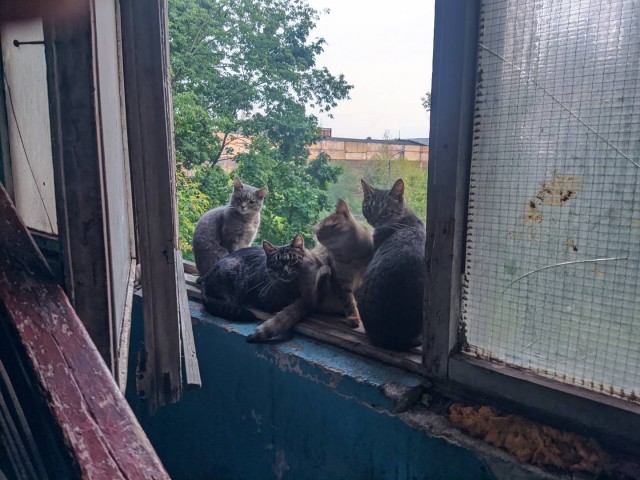 Коты пролетарии