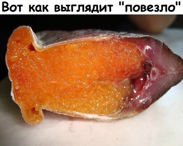 Весёлый полтишок 07.08.23