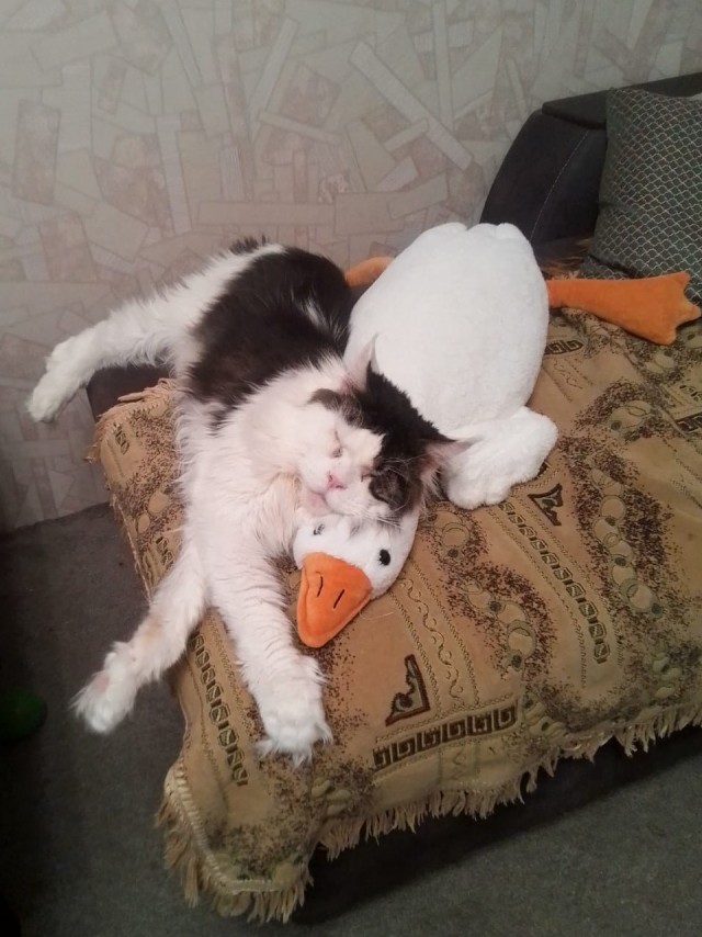 Котик Мейн-кун