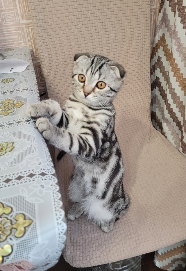 А в следующей жизни я хотел бы быть котом