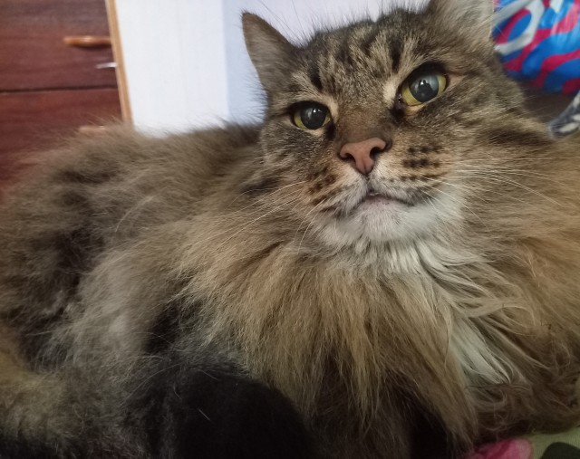 Котовторник!