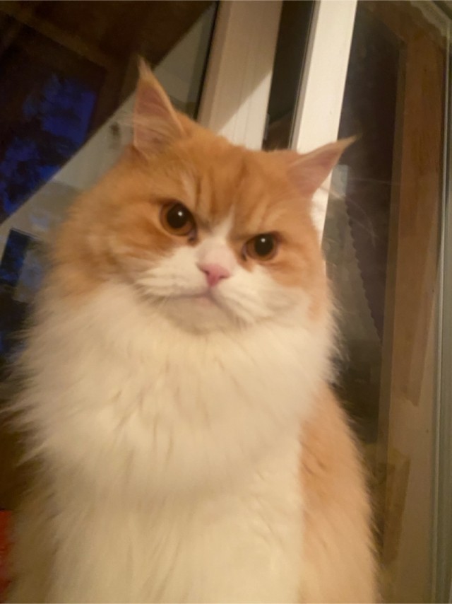 Котовтоник в картинках