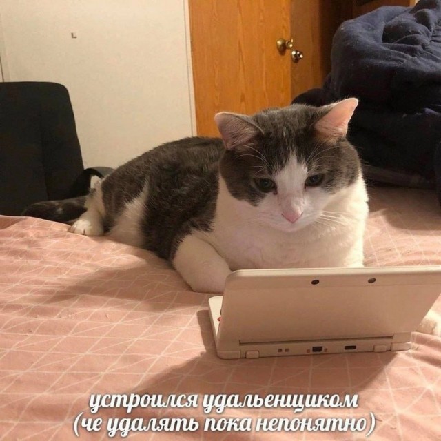Околоайтишные мемчики 5