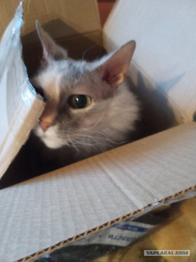Последний котовторник в этом году