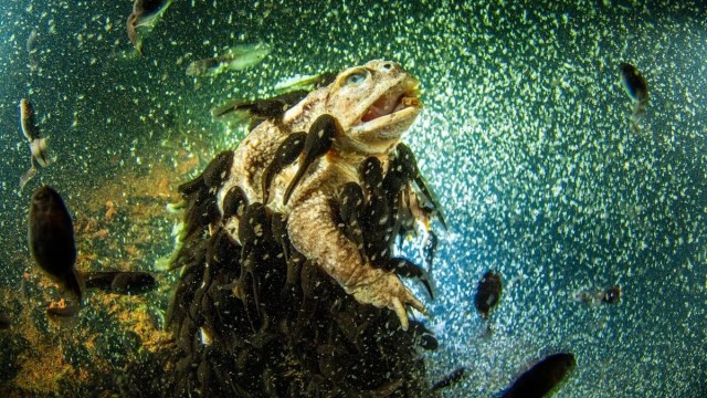 Объявлены победители конкурса «Фотограф крупного плана — 2024»