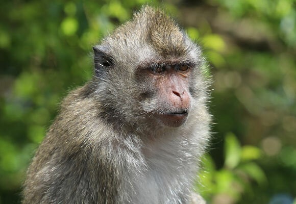 Обезьяна выключила свет в Шри-Ланке