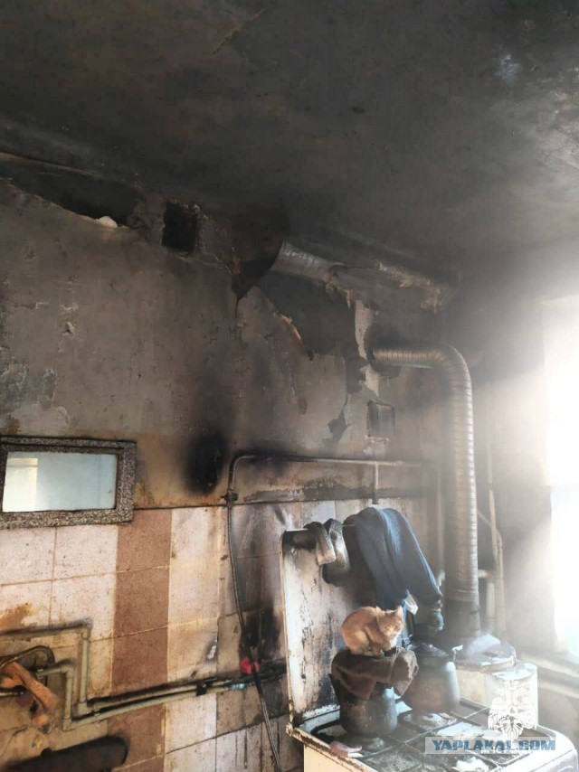 Хулиганы пушистые.