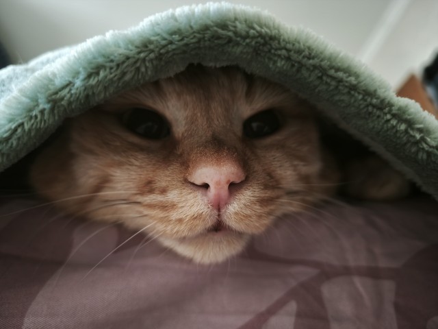 Котовторник продолжается