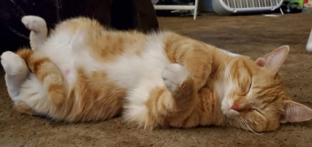 Спящих котеек тред