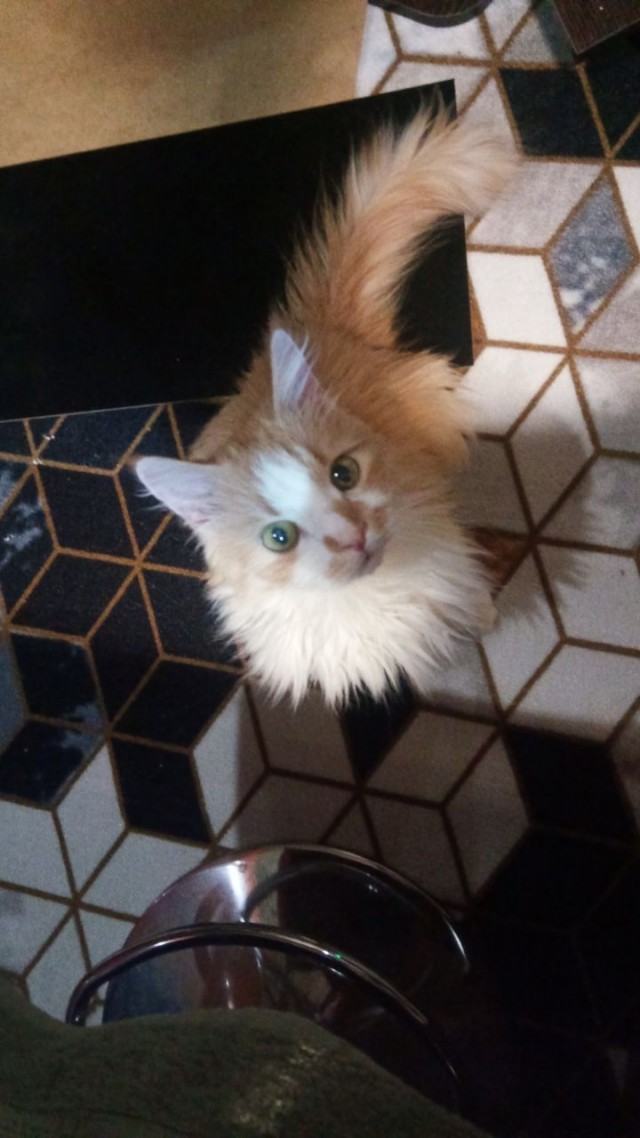 Кот к завершению котовторника