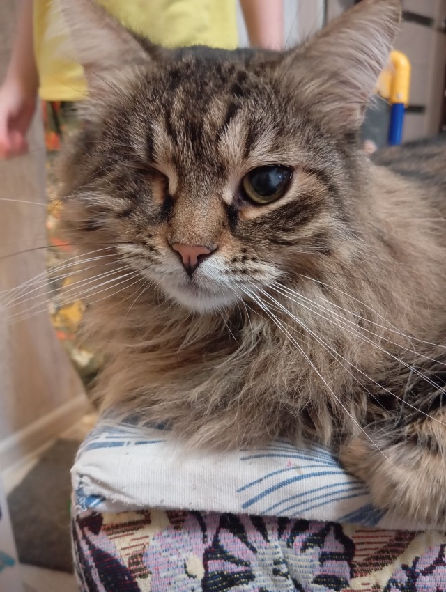 Темнота… ( Рассказ про Кота).
