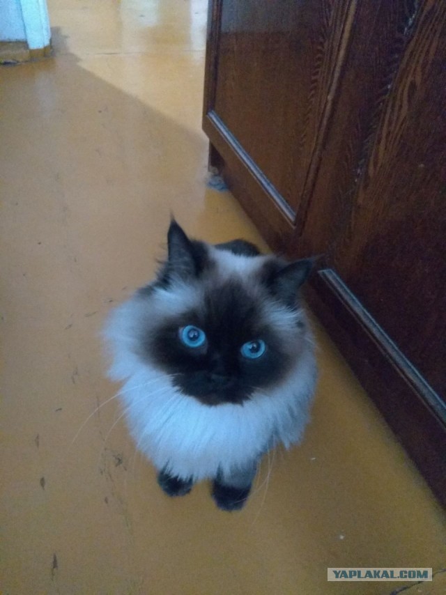 ЯПОВЦЫ ВАС С НГ!