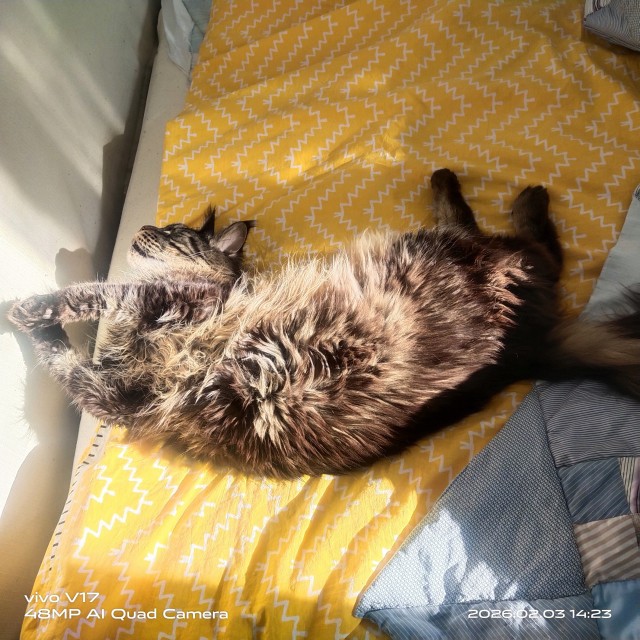 На ночь глядя (кошаки)
