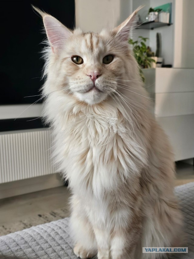 Филя