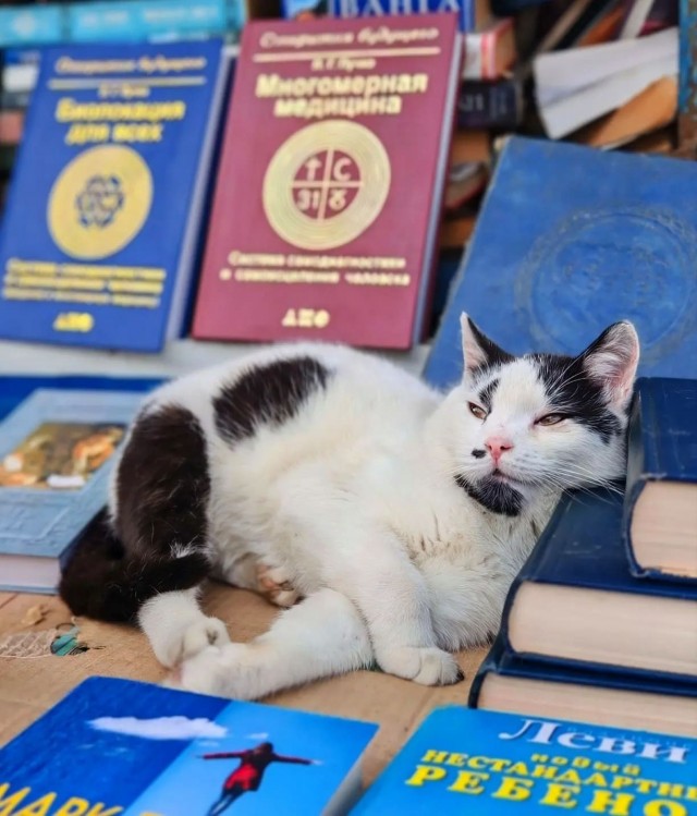 Крымский котик⁠