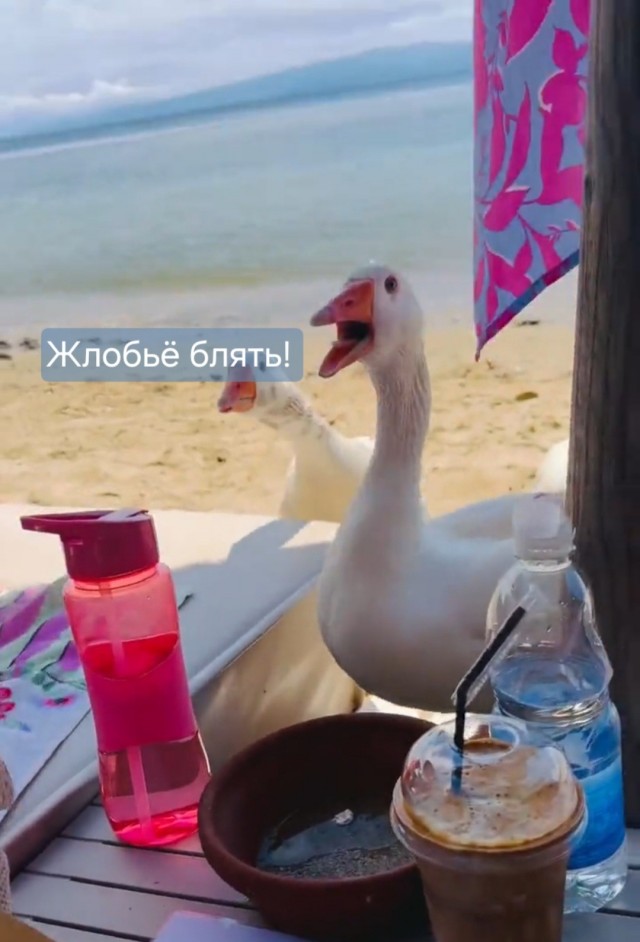 Пляжная мафия