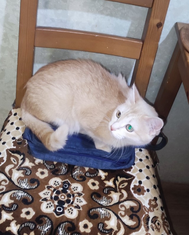 Котовторник
